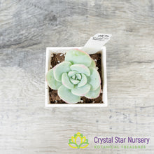 Echeveria Amabile