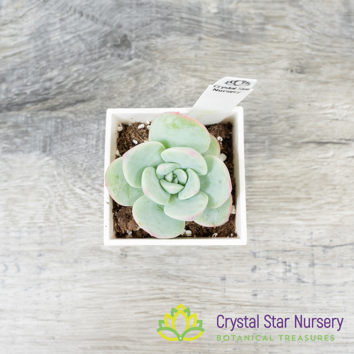 Echeveria Amabile