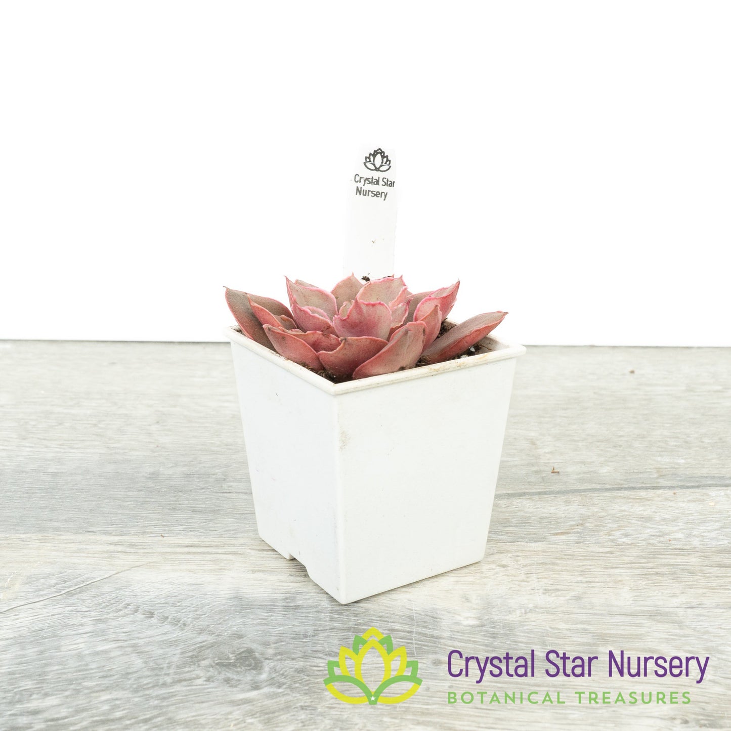 Echeveria Azuki
