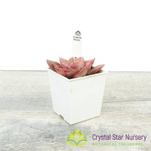 Echeveria Azuki