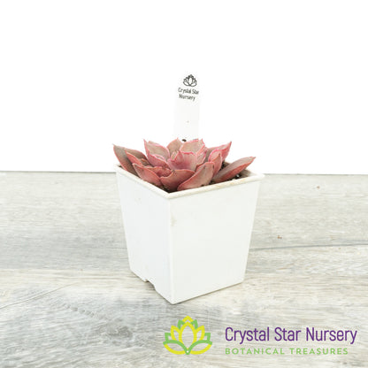 Echeveria Azuki