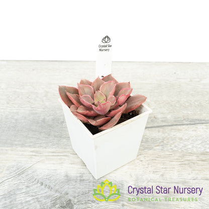 Echeveria Azuki