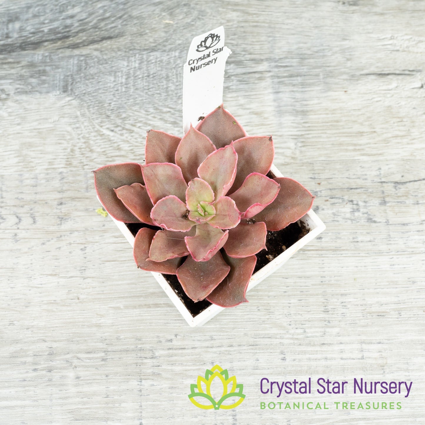 Echeveria Azuki