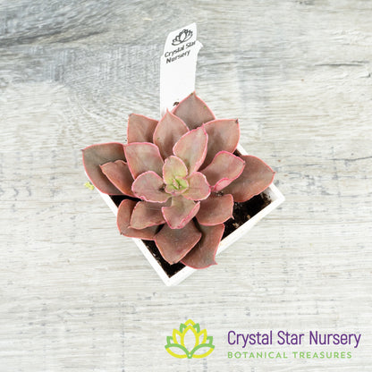 Echeveria Azuki