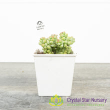Echeveria Baby Surprise
