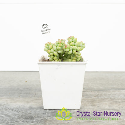 Echeveria Baby Surprise