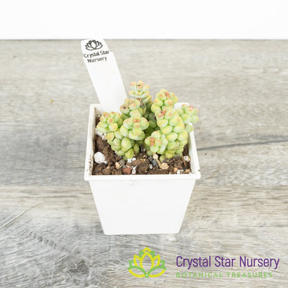 Echeveria Baby Surprise