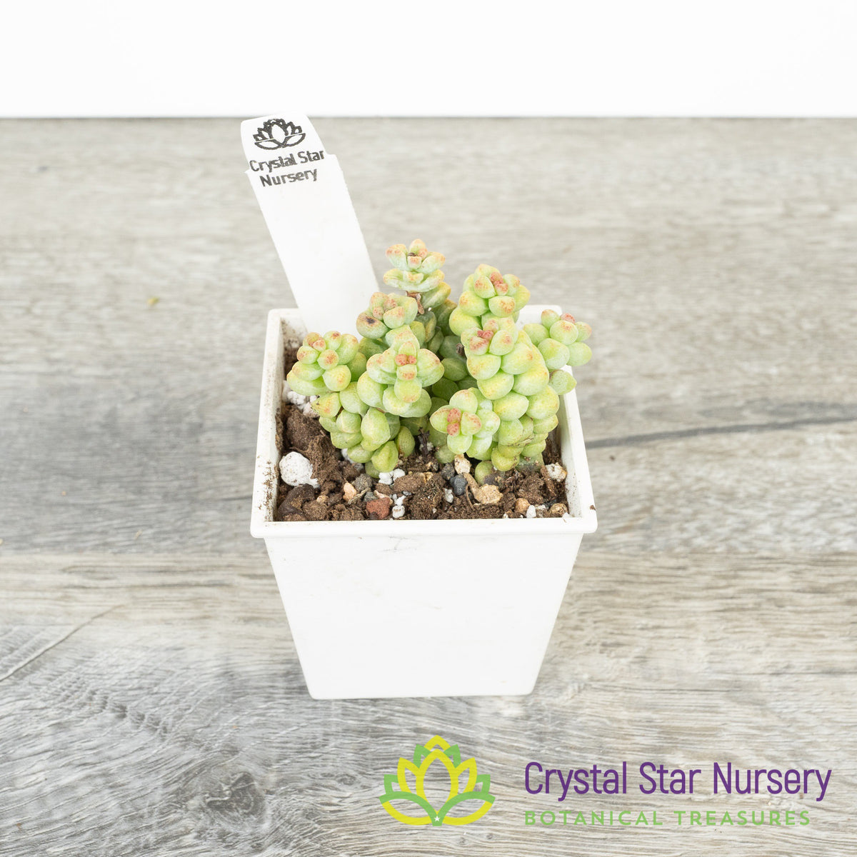 Echeveria Baby Surprise