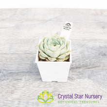 Echeveria Ben Badis