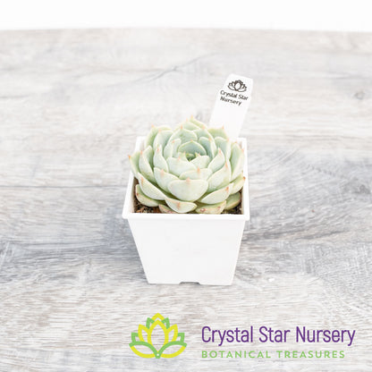 Echeveria Ben Badis