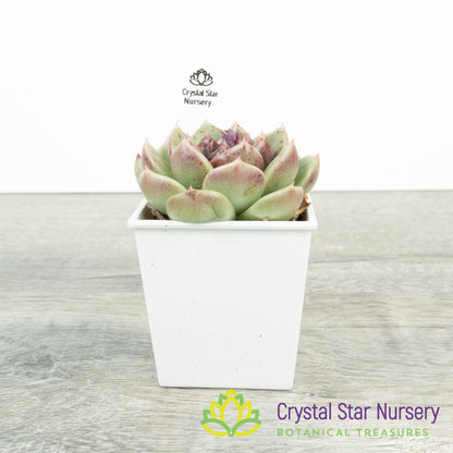 Echeveria Black Crystal