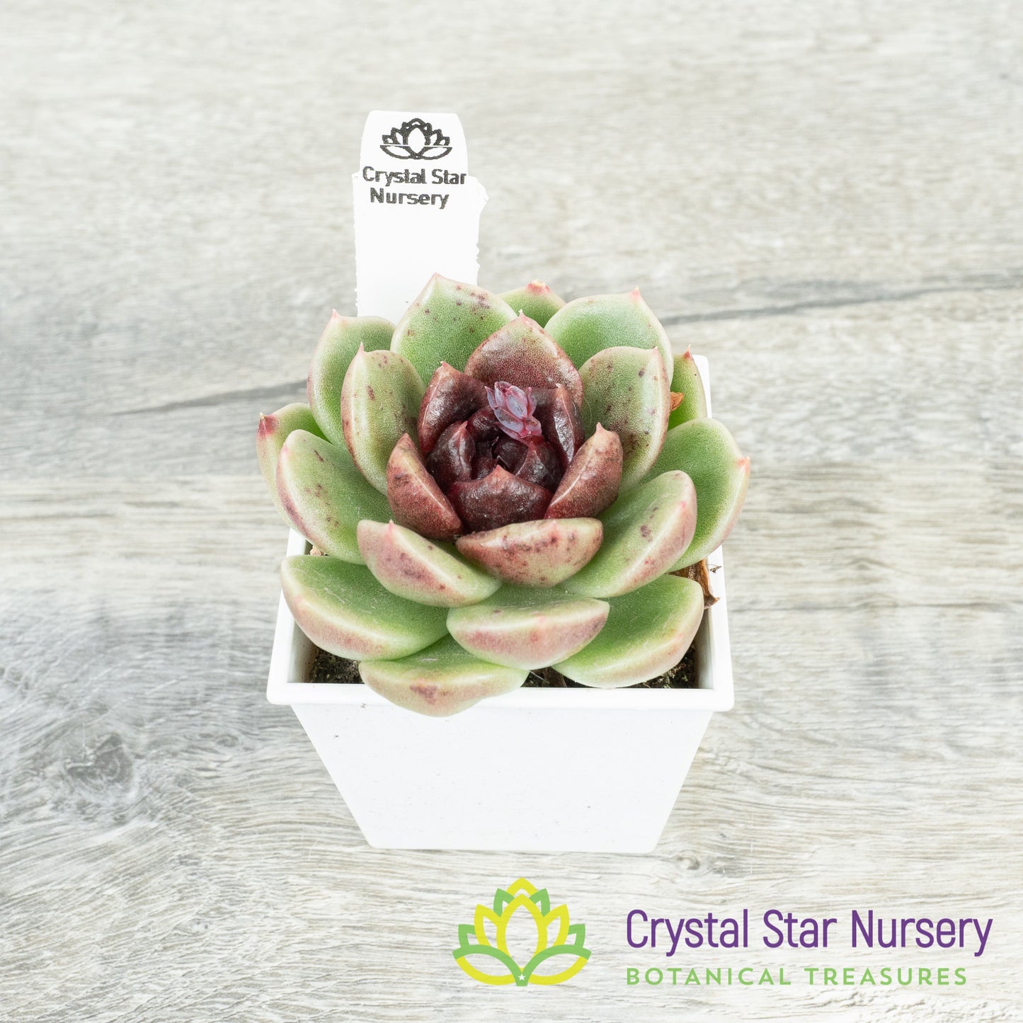 Echeveria Black Crystal