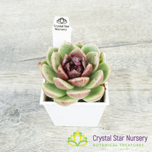 Echeveria Black Crystal