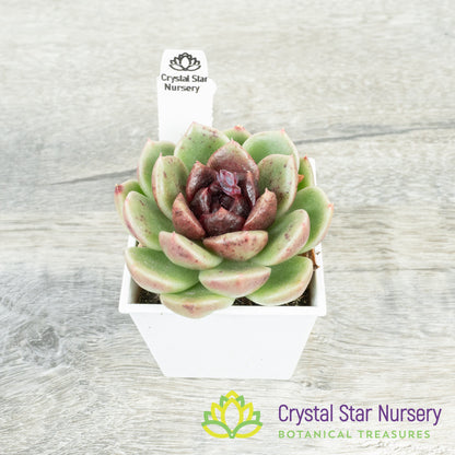 Echeveria Black Crystal