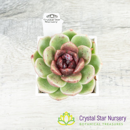 Echeveria Black Crystal