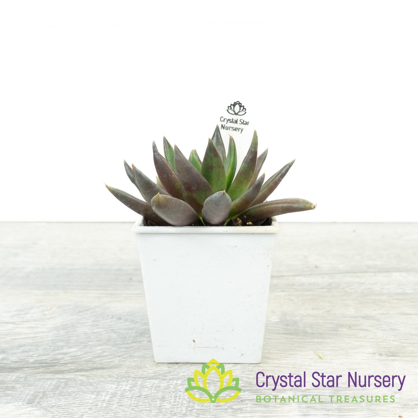 Echeveria Black Knight