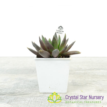 Echeveria Black Knight