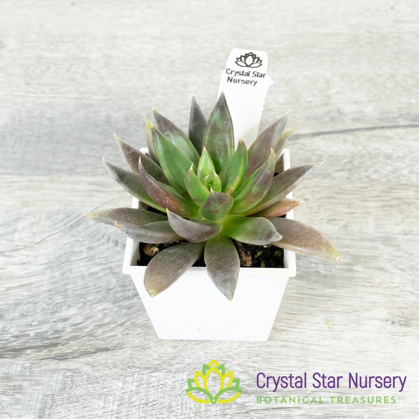 Echeveria Black Knight