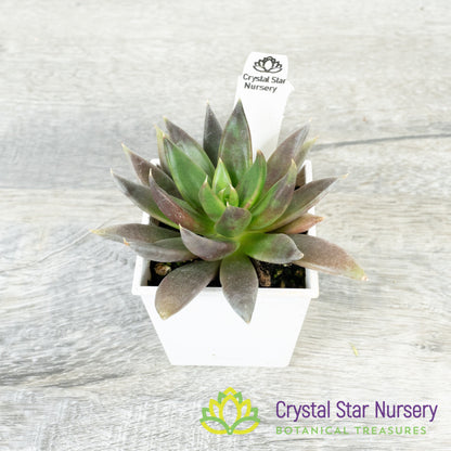 Echeveria Black Knight