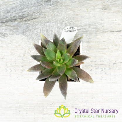 Echeveria Black Knight