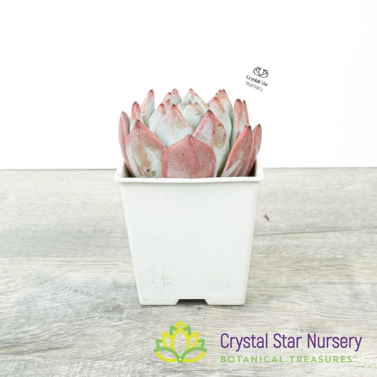 Echeveria Blue Bird 蓝鸟/Lan Niao (#13)