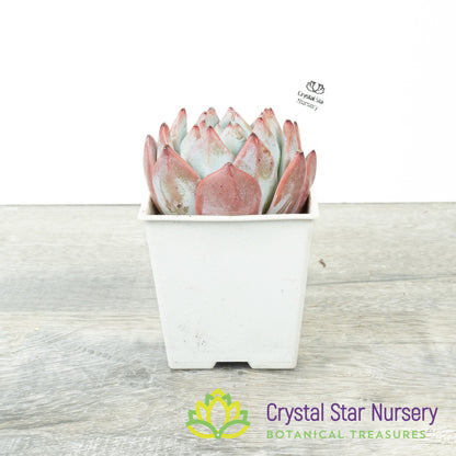 Echeveria Blue Bird 蓝鸟/Lan Niao (#13)