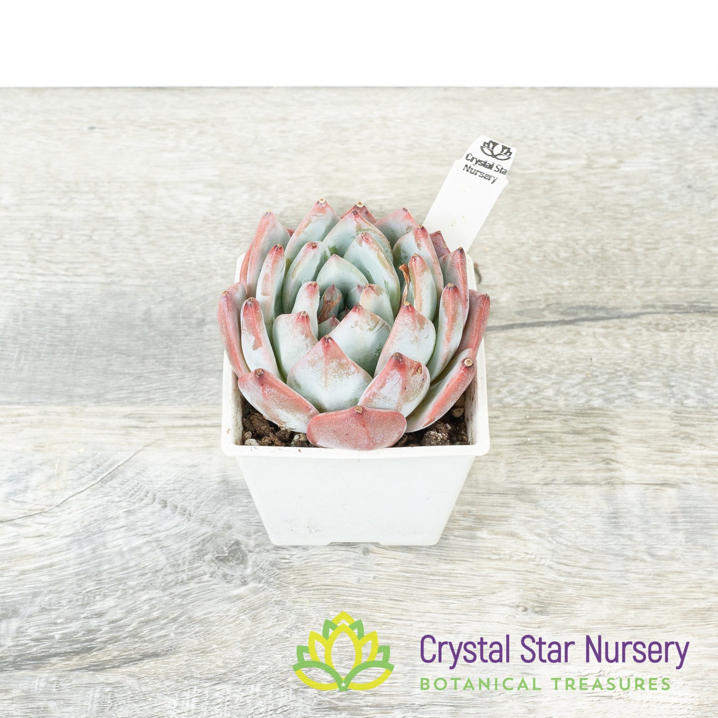 Echeveria Blue Bird 蓝鸟/Lan Niao (#13)