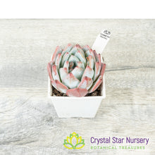 Echeveria Blue Bird 蓝鸟/Lan Niao (#13)