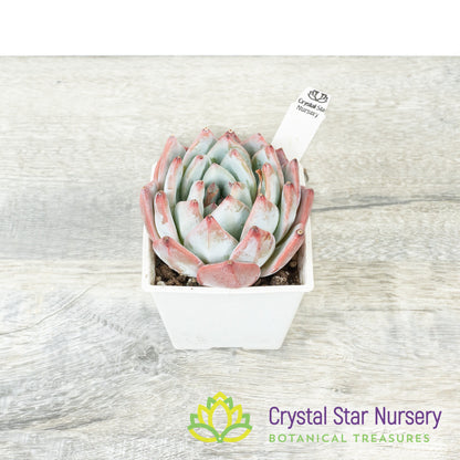 Echeveria Blue Bird 蓝鸟/Lan Niao (#13)