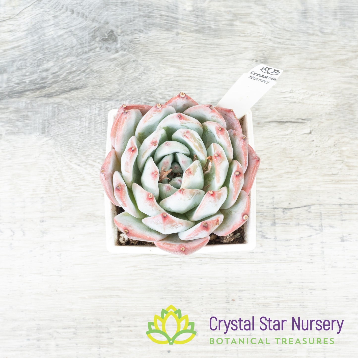 Echeveria Blue Bird 蓝鸟/Lan Niao (#13)