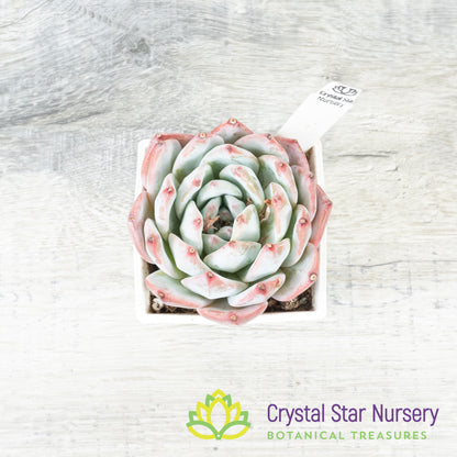 Echeveria Blue Bird 蓝鸟/Lan Niao (#13)