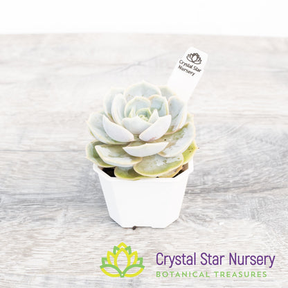 Echeveria Blue Surprise