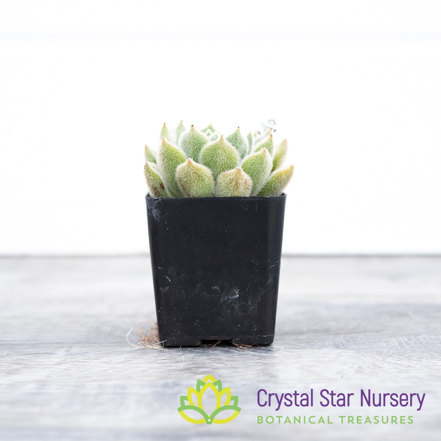 Echeveria Bombycina