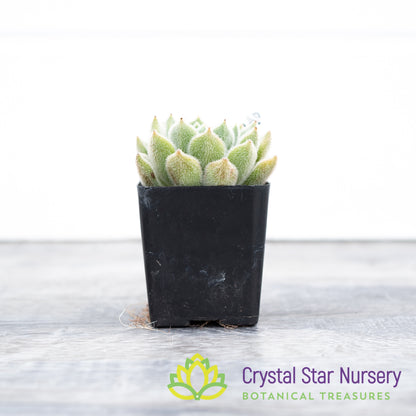 Echeveria Bombycina