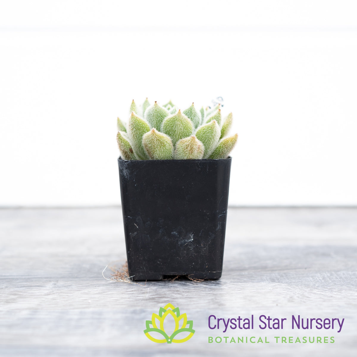 Echeveria Bombycina