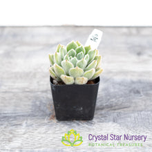 Echeveria Bombycina