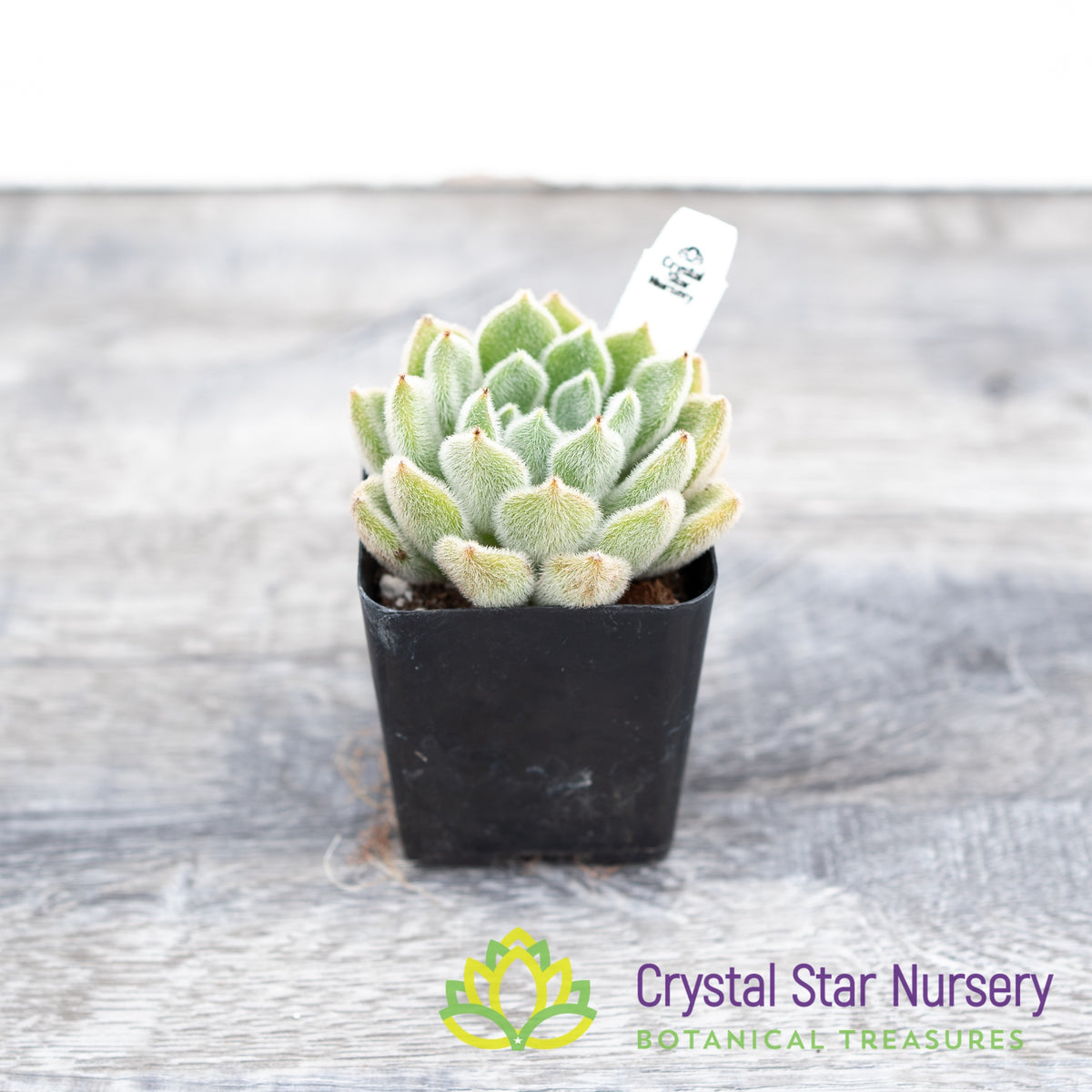 Echeveria Bombycina