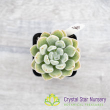 Echeveria Bombycina