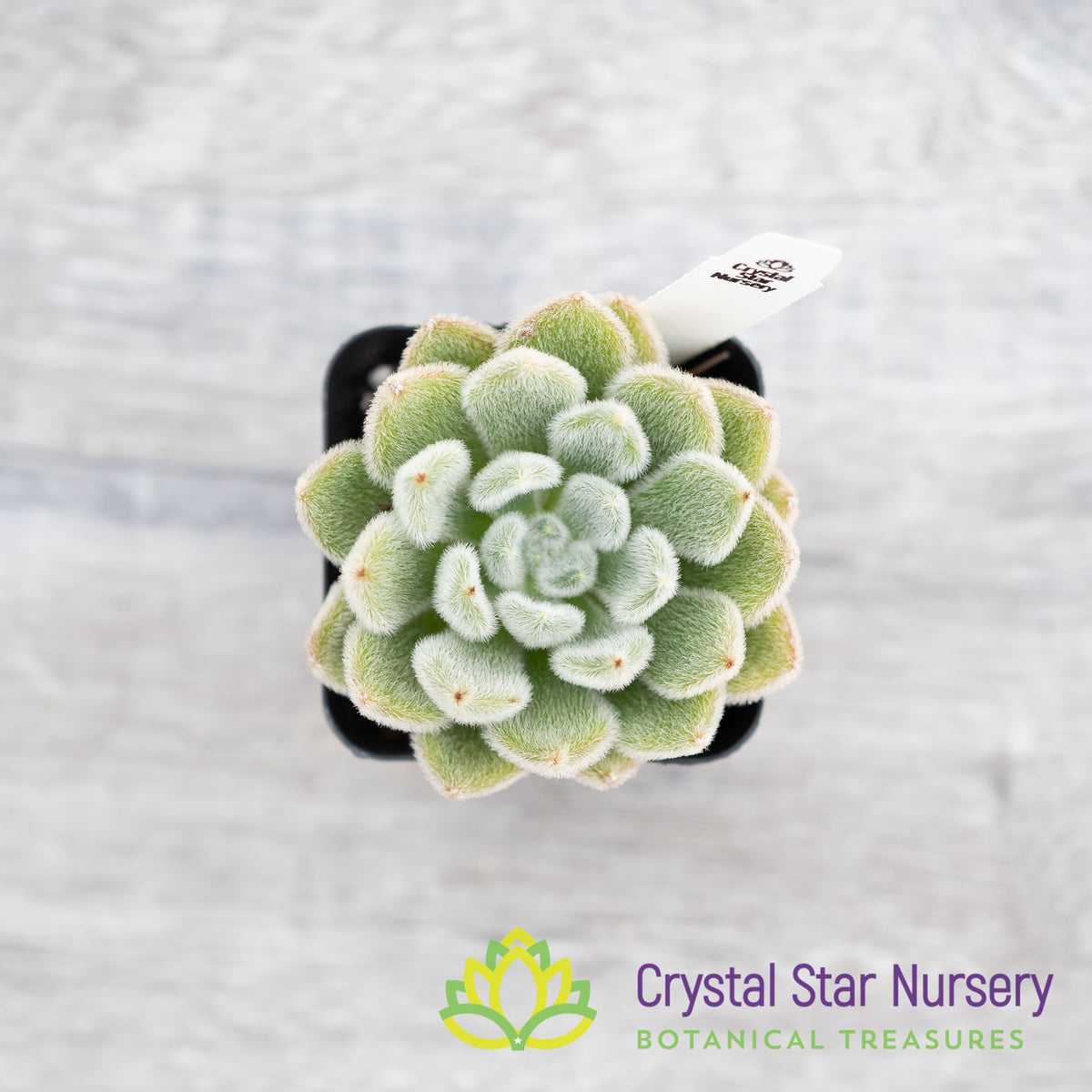 Echeveria Bombycina
