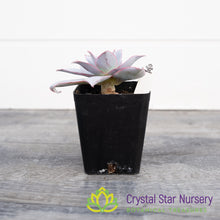 Echeveria Cante