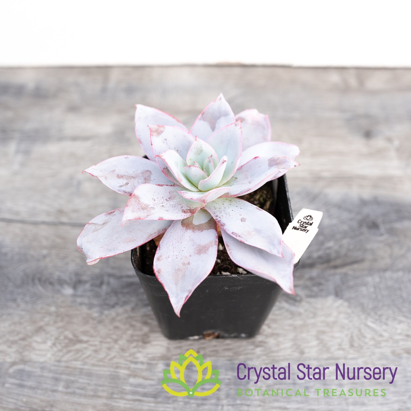 Echeveria Cante