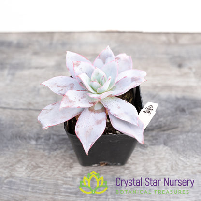 Echeveria Cante