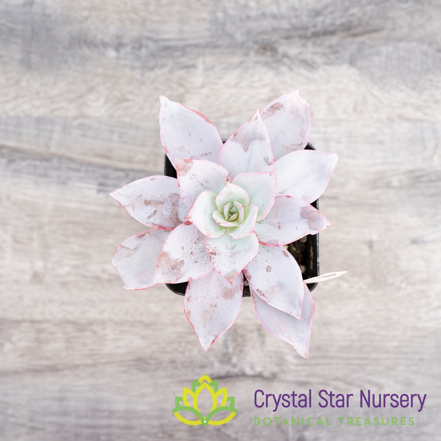 Echeveria Cante