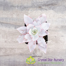 Echeveria Cante