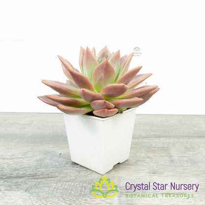 Echeveria Champagne