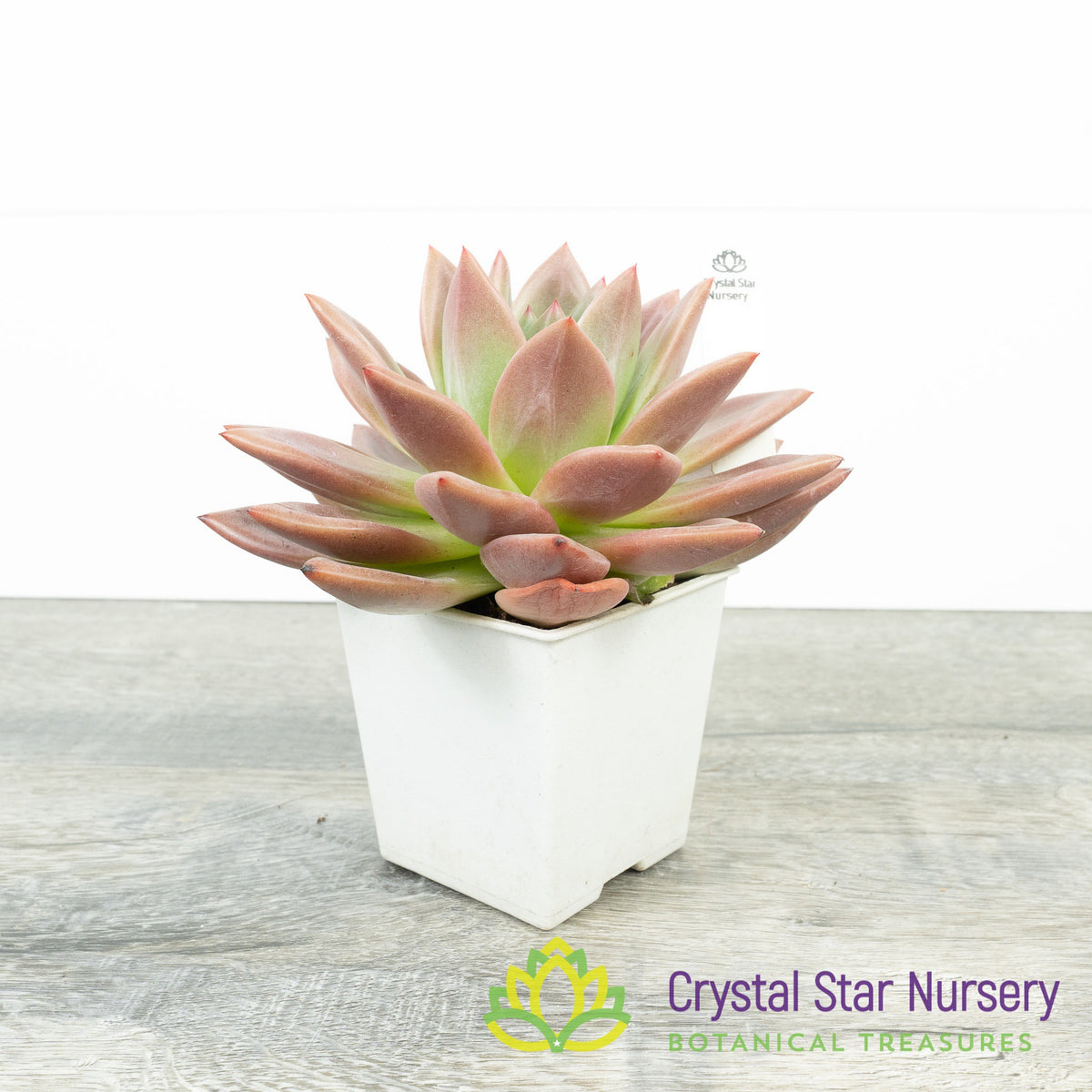 Echeveria Champagne
