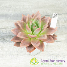 Echeveria Champagne
