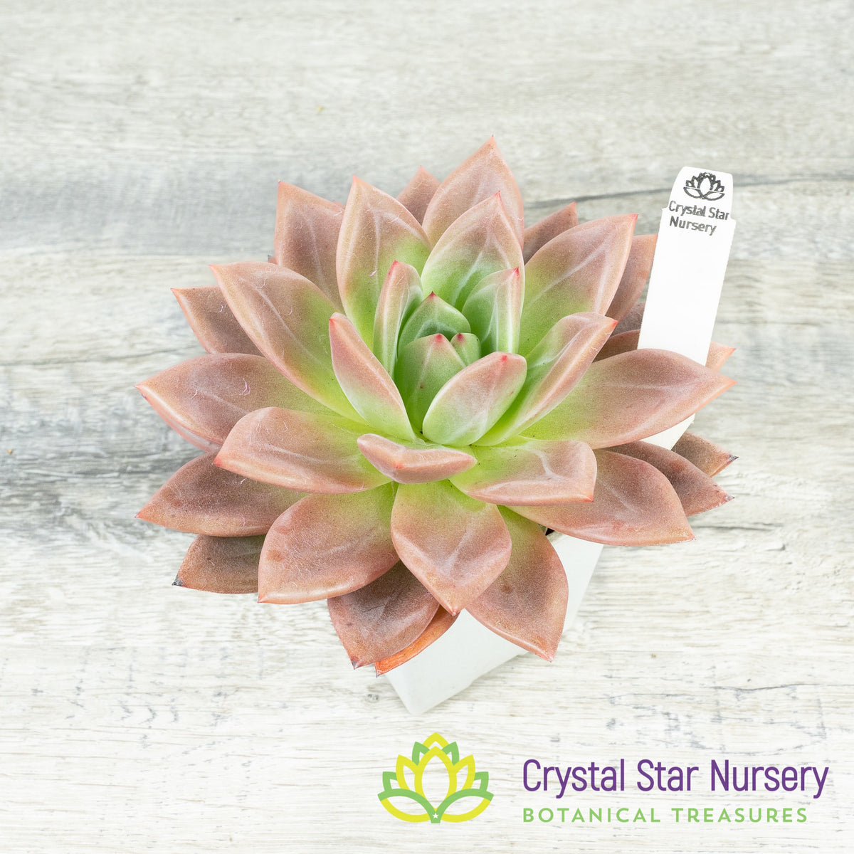Echeveria Champagne