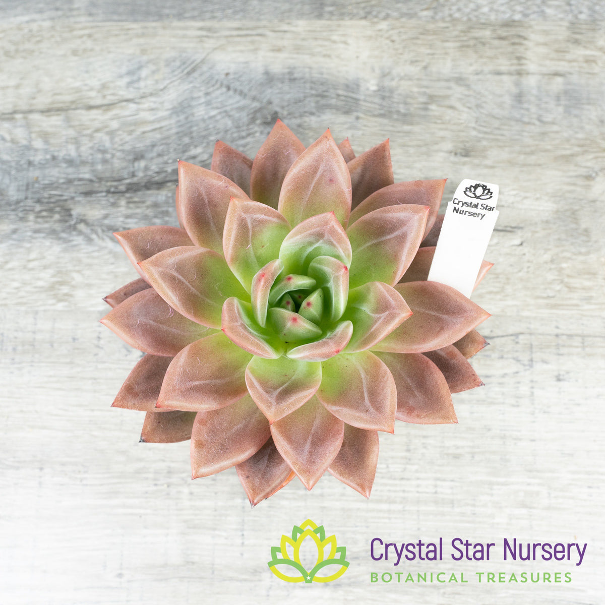 Echeveria Champagne