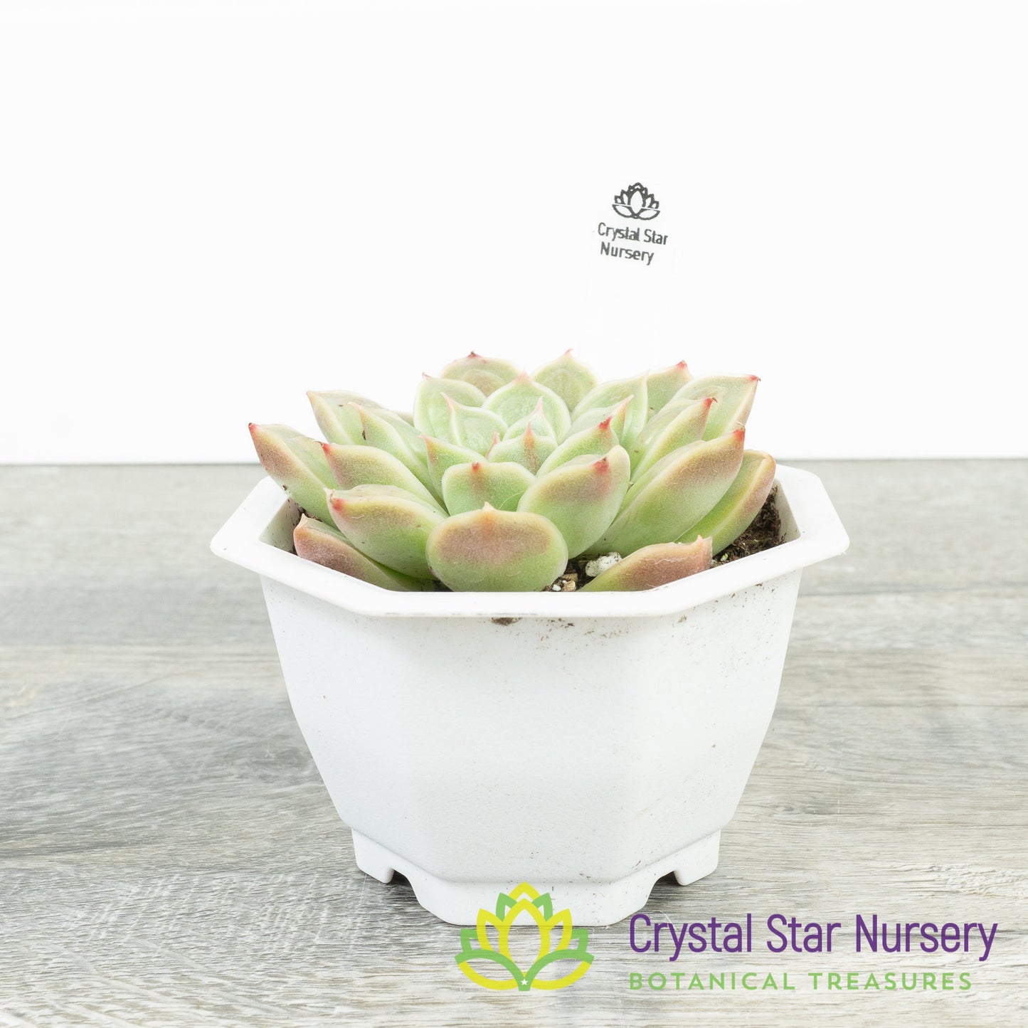 Echeveria Doctor Strange